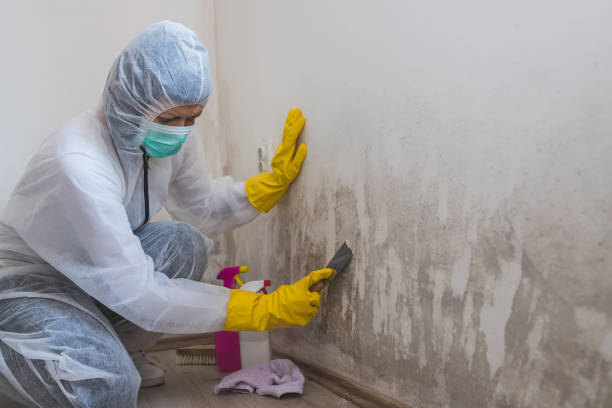 Reliable Logan, WV Mold Removal Solutions