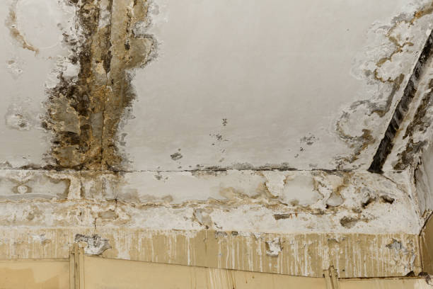 Environmental Consulting for Mold Prevention in Logan, WV