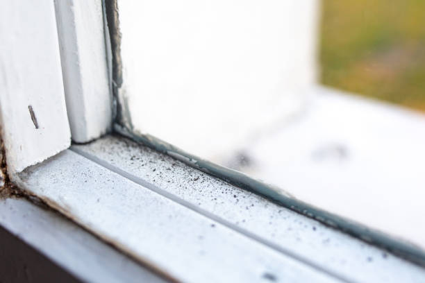 Best Asbestos and Lead Testing During Mold Inspection  in Logan, WV