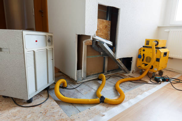 Best Basement Mold Removal  in Logan, WV