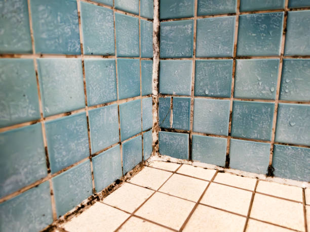 Best HVAC Mold Inspection and Cleaning  in Logan, WV