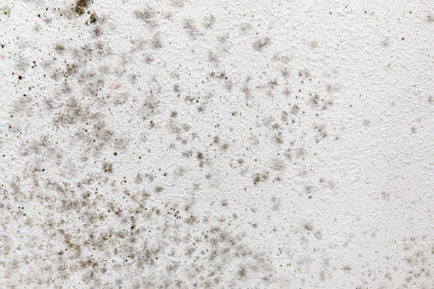 Best Air Quality Testing for Mold Spores  in Logan, WV