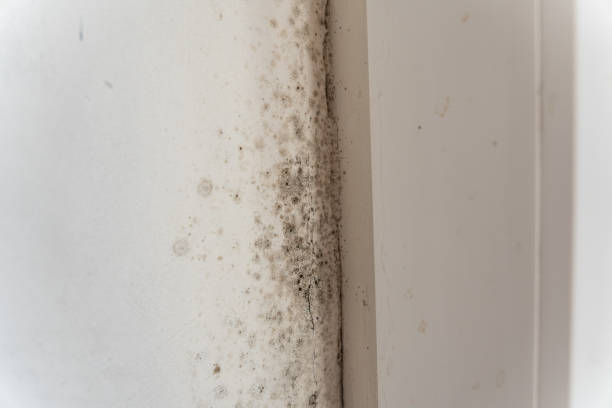 Best Emergency Mold Remediation  in Logan, WV